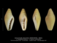 GA208-02 Volvarinella dissimilis