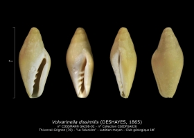 GA208-02 Volvarinella dissimilis