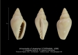 GA208-03 Volvarinella cf chastaingi