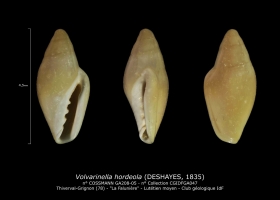 GA208-05 Volvarinella hordeola