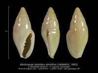 GA208-07 Dentimargo dentifera dentifera