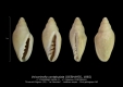 GA208-11 Volvarinella contabulata