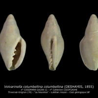 GA208-12 Volvarinella columbellina columbellina