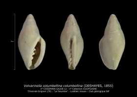 GA208-12 Volvarinella columbellina columbellina