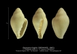 GA208-14 Stazzania fragilis