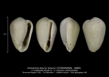 GA208-15 Volvarina bouryi bouryi