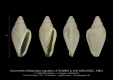 GA208-C Volvarinella bifidoplicata angulata