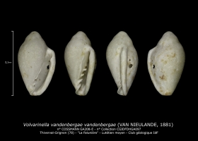GA208-E Volvarinella vandenbergae vandenbergae