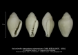 GA208-F Volvarinella stenostoma stenostoma