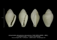 GA208-F Volvarinella stenostoma stenostoma