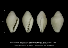 GA208-F Volvarinella stenostoma stenostoma