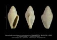 GA208-I Volvarinella morelletum morelletum
