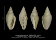 GA208-J Volvarinella crassula