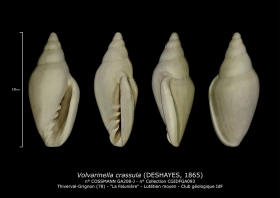 GA208-J Volvarinella crassula