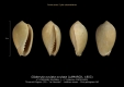 GA208bis-1 Gibberula ovulata ovulata -5plis