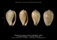 GA208bis-1 Gibberula ovulata ovulata -6 plis