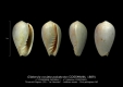 GA208bis-1' Gibberula ovulata polyptycta