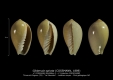 GA208bis-2 Gibberula spirata