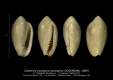 GA208bis-6 Gibberula acutispira acutispira