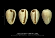 GA208bis-9 Crithe cossmanni