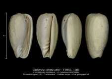 GA208bis-E Gibberula vittata catei