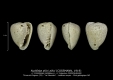 GA208bis-H Nudifaba allixi allixi