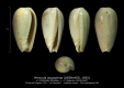 GA208ter-1 Persicula angystoma