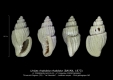 GA212-02 Unitas rhabdota rhabdota