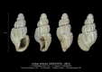 GA212-04 Unitas delecta