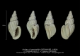 GA212-17 Unitas cf spectabilis