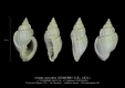 GA212-18 Unitas suturalis