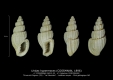 GA212-22 Unitas hypermeces