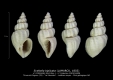 GA212bis-1 Sveltella biplicata