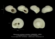 GA24-04 Phorculus sulcatus sulcatus