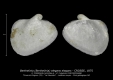 GA243bis-A Berthelinia (Bethelinia) elegans elegans