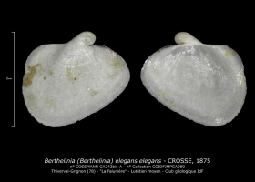 GA243bis-A Berthelinia (Bethelinia) elegans elegans