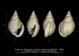 GA245-01 Ringicula rigens rigens