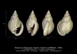 GA245-01 Ringicula rigens rigens