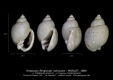 GA245-07 Ringicula raincourti