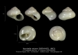 GA25-06 Norrisella micans