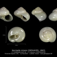 GA25-06 Norrisella micans