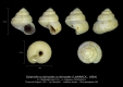 GA27-01 Solariella turbinoides turbinoides