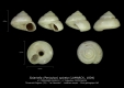 GA28-01 Solariella spirata