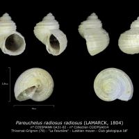 GA31-02 Pareuchelus radiosus radiosus