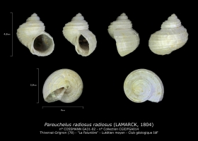 GA31-02 Pareuchelus radiosus radiosus