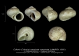 GA33-01 Collonia marginata marginata