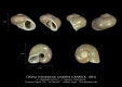GA33-03 Collonia canalifera