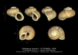 GA33-04 Didiadema chavani