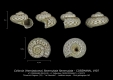 GA33-05 Cirsochilus flammulata