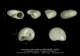 GA33-08 Leucorhynchia callifera